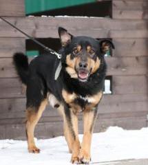 БУЧ (Баграй) Б 155